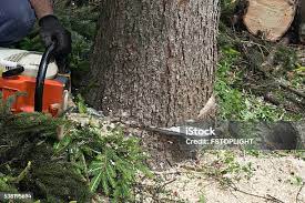 Best Storm Damage Tree Cleanup  in University Center, VA