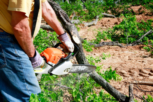 Best Root Management and Removal  in University Center, VA